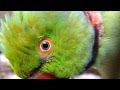 Parrot eye pinning