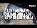 Top 5: Los 5 Animales que han sido y son Unicos de Guatemala || CrisFa ||