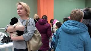 Выставка   пристройство собак 1 12 2018г