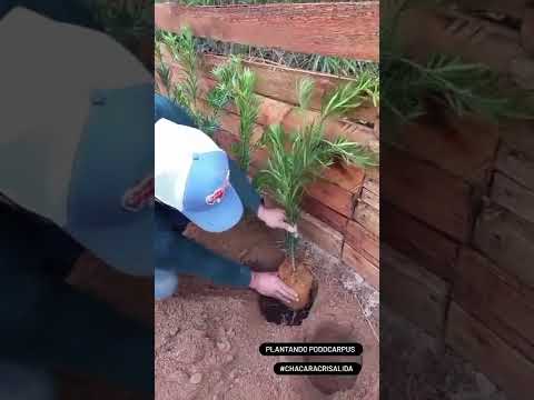 Vídeo: Aprenda sobre plantas Podocarpus - Guia para o cultivo de uma árvore Podocarpus