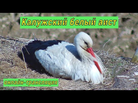 видео: #онлайн #Калужский_аист. Ночь 13-14 мая 2024 года.