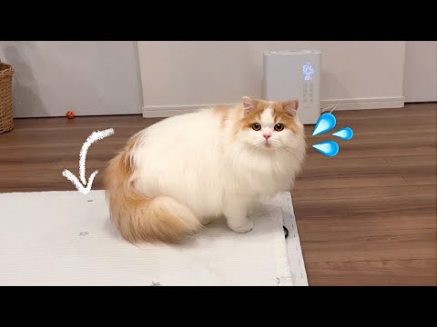 飼い主が入院のため、友達と2人っきりになってしまった猫がこうなっていました