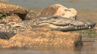 Shy crocodiles of National Chambal Gharial Wildlife Sanctuary, Madhya Pradesh screenshot 5