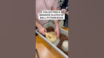 COLLECTING A MASSIVE CLUTCH OF BALL PYTHON EGGS😍