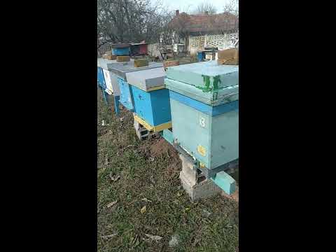 Vizuelni pregled pcela/Visual inspection of bees /      1.3.2020