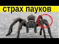 Страх ПАУКОВ как побороть арахнофобию эффективно!