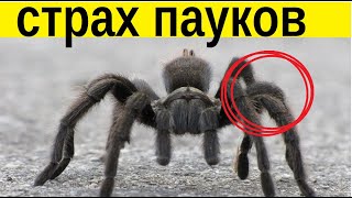 Страх ПАУКОВ как побороть арахнофобию эффективно!