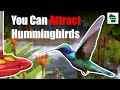 5 Expert Tips for Attracting Hummingbirds to your Backyard
