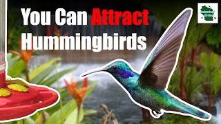 5 Expert Tips for Attracting Hummingbirds to your Backyard