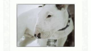 How To Train Miniature Bull Terrier
