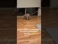 Impossible Task 🐶 #dog #pocketbully #fyp