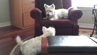 Asking for trouble  2 westies