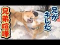 【豆柴】弟に負け続けた兄が遂にキレた【子犬】【多頭飼い】