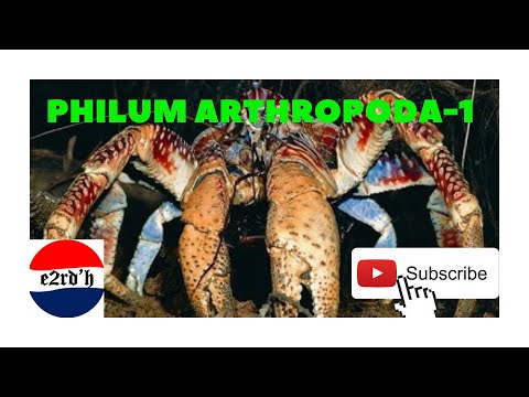 Video: Jenis Arthropoda Yang Paling Popular