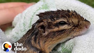 Girl Helps Chipmunk Who Almost Drowned Get Strong Again | The Dodo