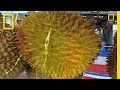 Managing Durian Odor in Hotels