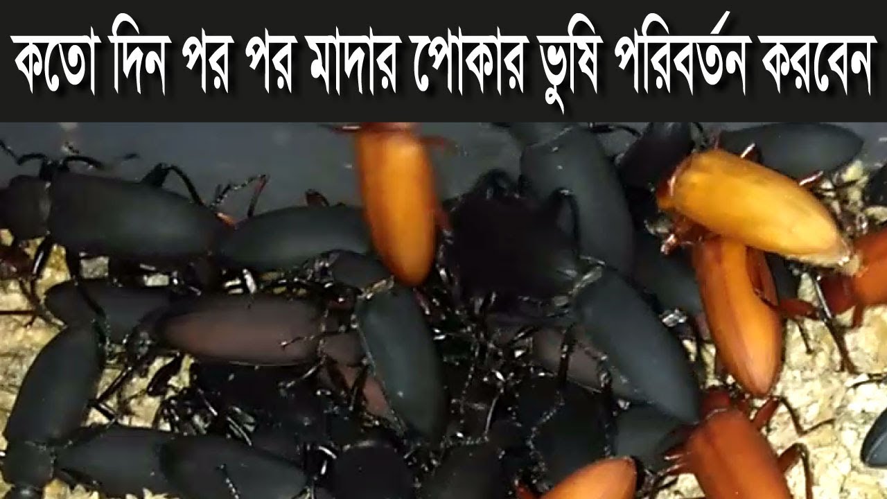 Bitol Insects কতো দিন পর পর মাদার পোকার ভুষি পরিবর্তন করবেন#বিটল_পোকা #সমন্বিত_কৃষি # ...