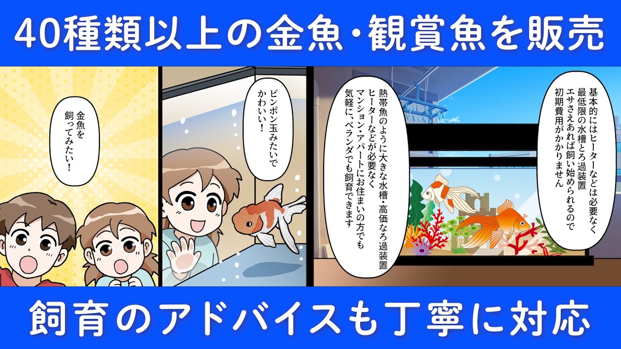 滋賀県大津市の金魚専門店｜豊富な種類を取扱いしている大津金魚苑 | 丁寧