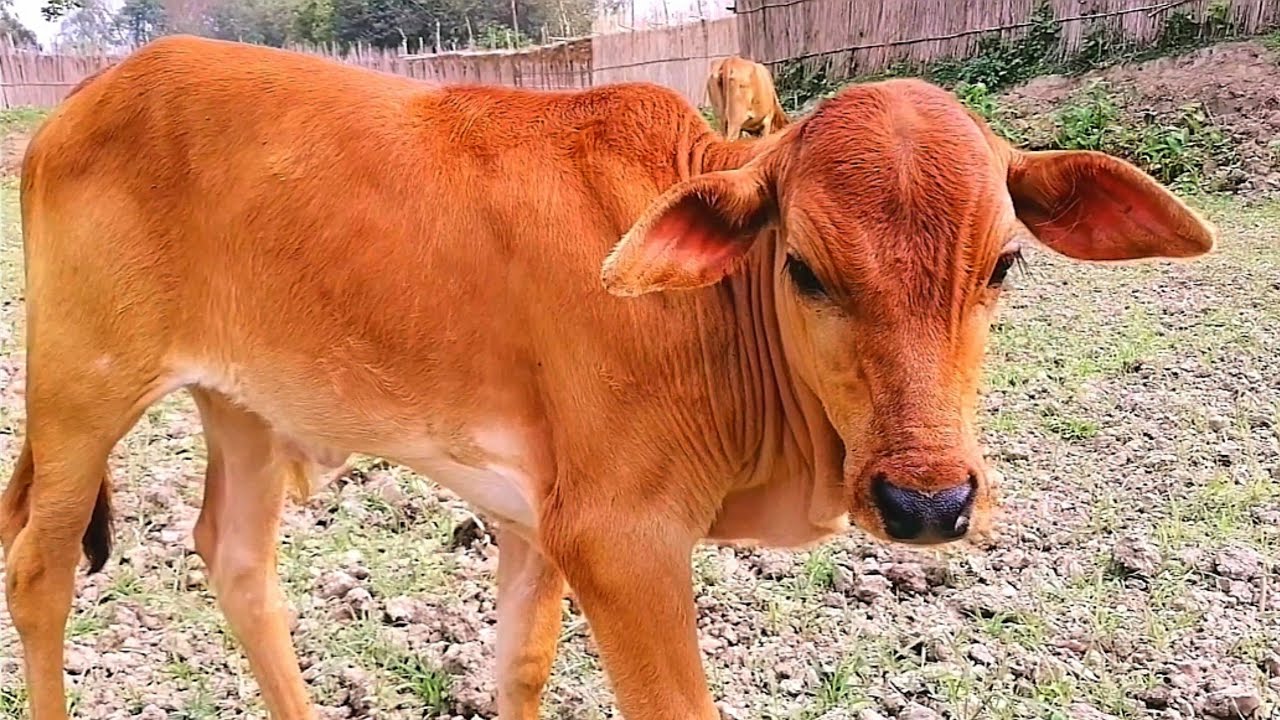 Cute Baby Cow Dinking His Mother Milk - Funny Cow - Cow Video - Animals ...