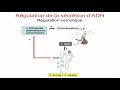 Equilibre hydrique et rgulation de losmolalit du liquide extracellulaire