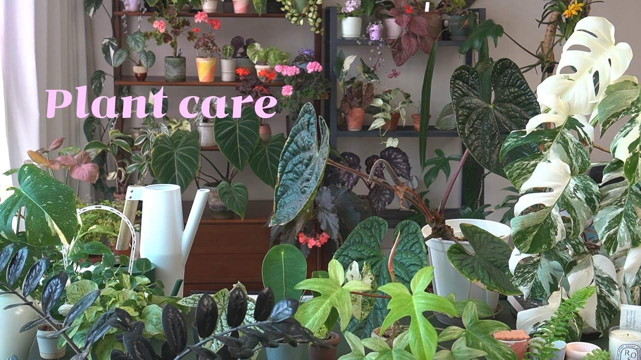 초여름 정원 식물투어 _ 제라늄 키우는 법, 미니바이올렛 꽃 키우기, 안스리움 등