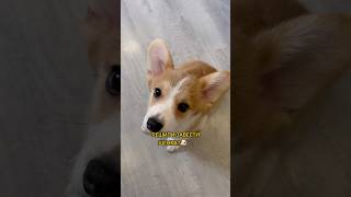 Что купить для щенка?🐶 Спрей от меток wb: 453153129, нейтрализатор wb: 211393211