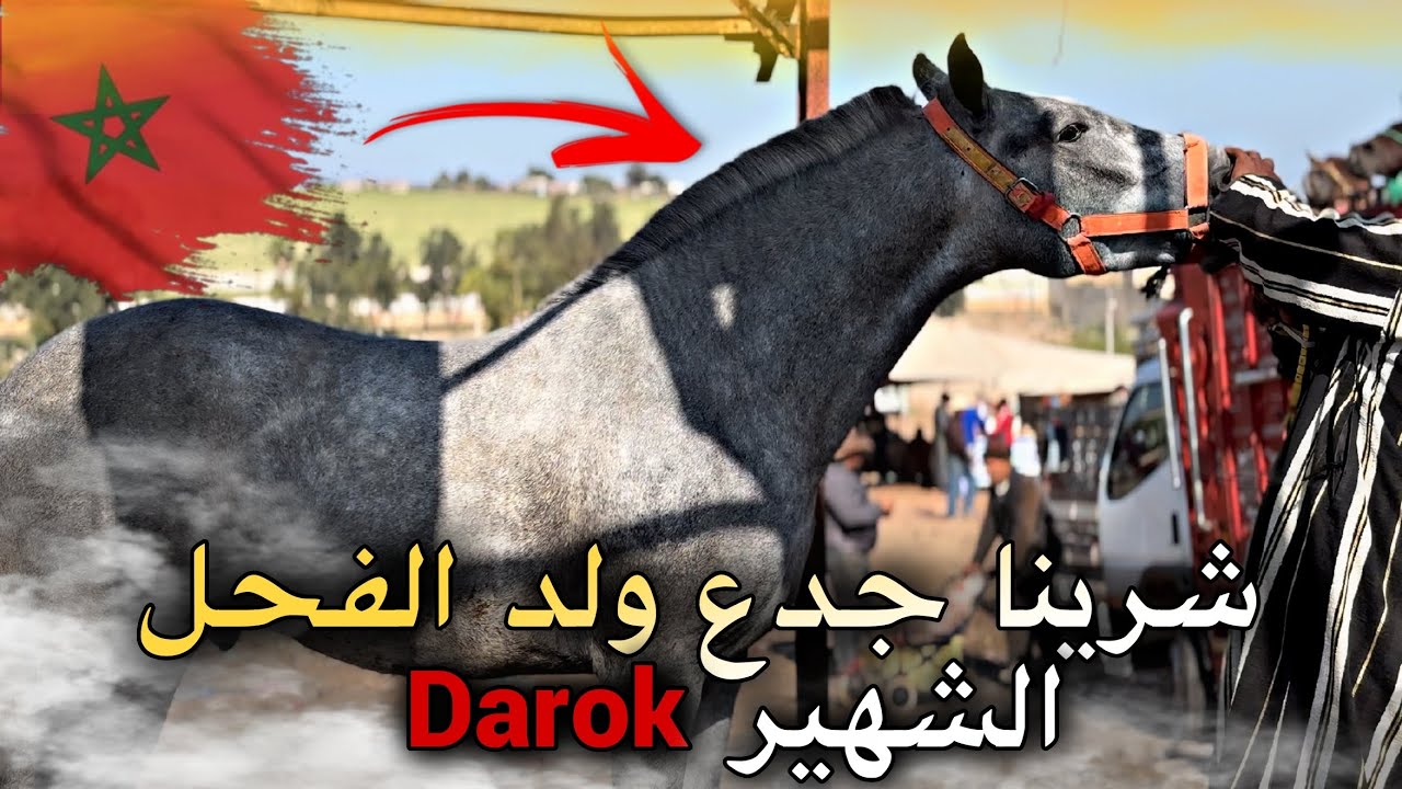 كاين  المليح اليوم في سوق سطات ودخل جدع دهم  مليح بالوريقات مولاه كيطلب فيه 15 مليون