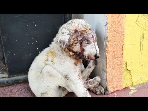 Video: Drobná šteňa zázračne prežíva byť chytený v sušičke po dobu 30 minút