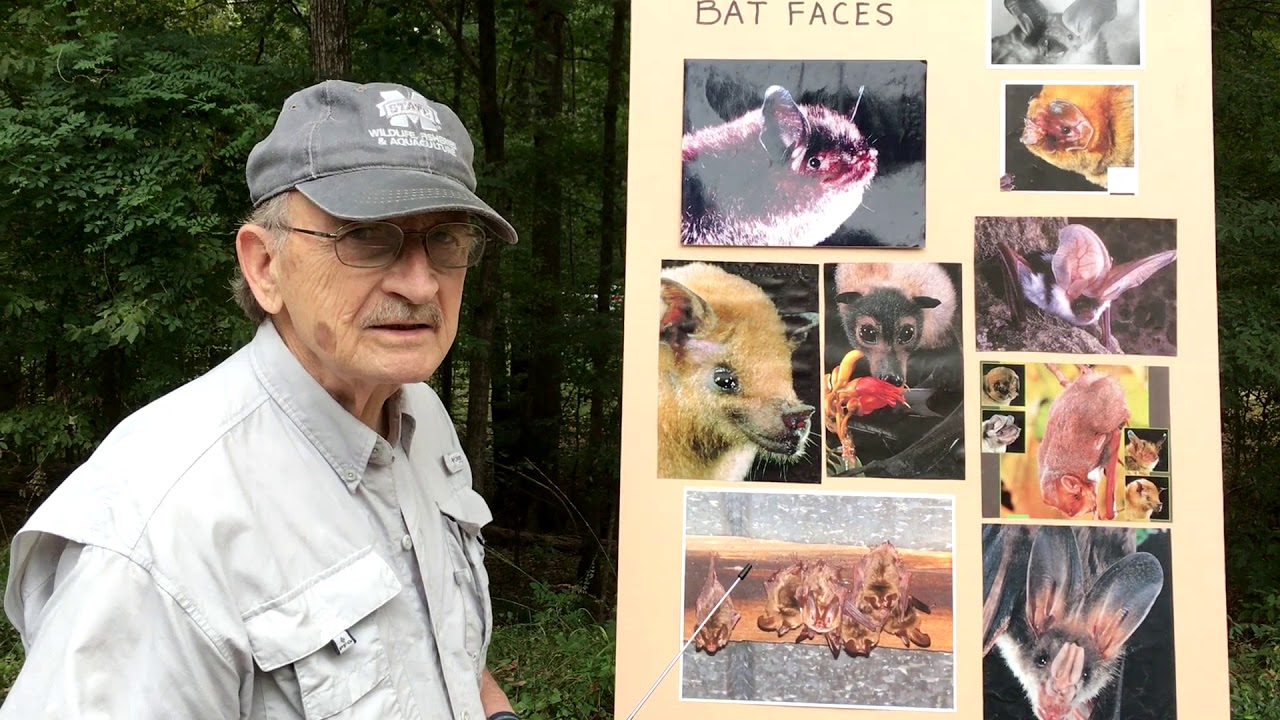 Bat Biology and Echolocation