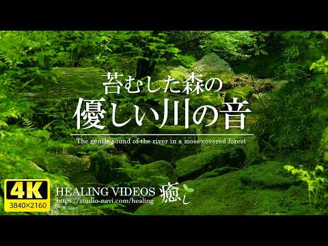 [Relaxing Nature Sounds] Gentle sounds of a river in a moss-covered forest "4K Live Footage"