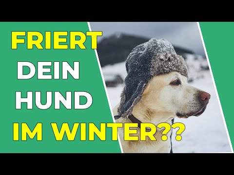 Video: Was tun Sie, um Ihren Hund vor eisigen Temperaturen zu schützen?