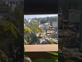 beautiful flowers #in my balcony garden #shortvideo #good morning all 🌹