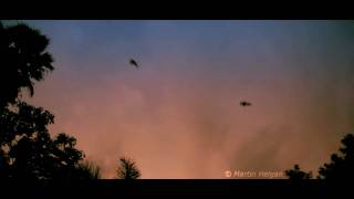 bats birds flying ants