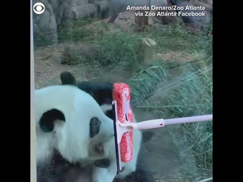 Βίντεο: Pet Scoop: Ζωολογικός κήπος Atlanta Panda δίνει γέννηση σε δίδυμα, 7 Beagles απελευθερώνονται από το εργαστήριο