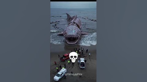 Sea animals can