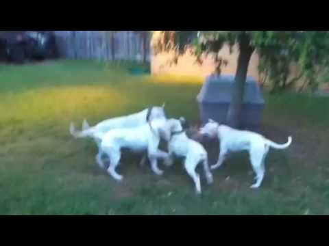 Jam Up Bulldogs: ( American Bulldogs) young dogs a...