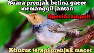 suara prenjak betina pemikat memanggil jantan