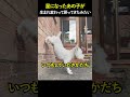 星になったあの子が 生まれ変わって戻ってきたみたい