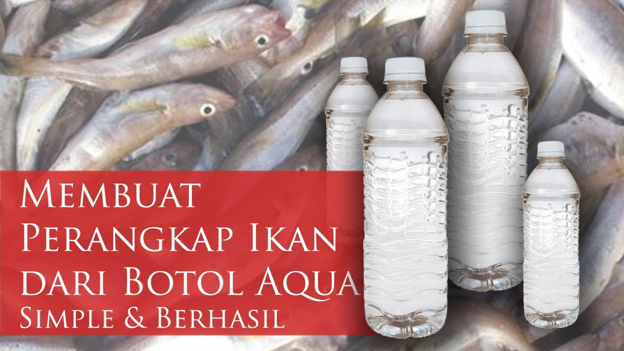 Membuat Perangkap Ikan dari  Botol  Aqua  Terjamin Simpel 