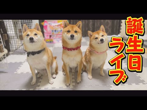 小夏屋 豆柴怪獣マメラ① Let's all celebrate Mamejiro's 3rd birthday! - YouTube