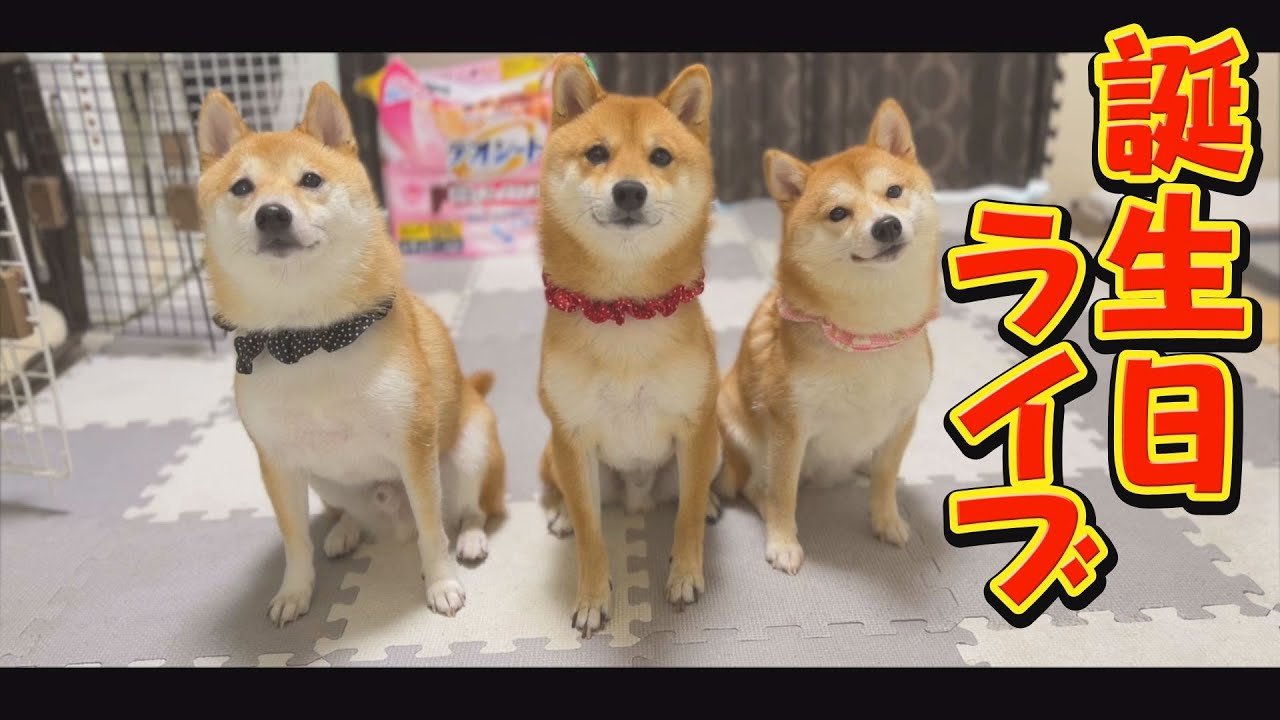 Let's all celebrate Mamejiro's 3rd birthday! - YouTube