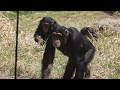 シジミとディルとプラムの朝　多摩動物公園　チンパンジー　202603