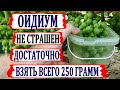 🍇 ЭТО БОРЕТСЯ с ОИДИУМОМ при СОЗРЕВАНИИ винограда. Берем 250 грамм  МФК ... Но есть одно но...