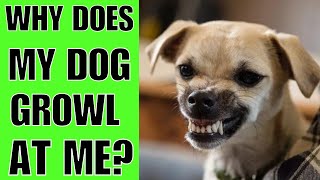 Why Does My Dog Growl At Me For NO Reason?(SURPRISING)