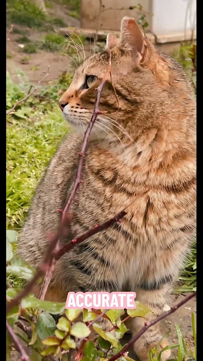 Explaining the AI Black Box