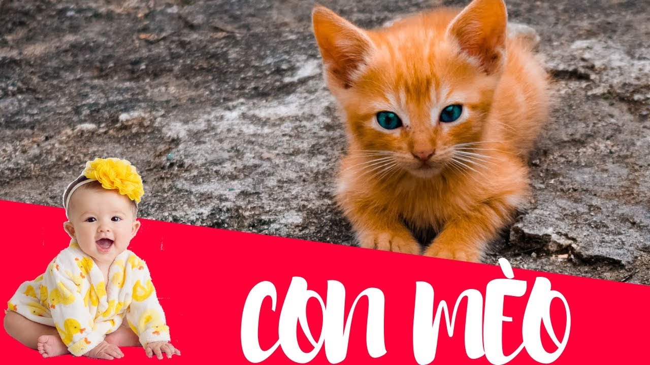 Dạy bé học con mèo | Dạy em bé tập nói tên và hoạt động các con vật