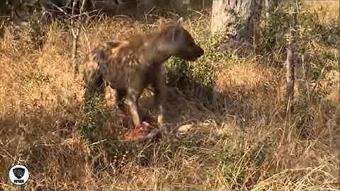 Big Battles Of predators -  Leopard vs Python Hyena Warthog -  Animals Fighting 2019