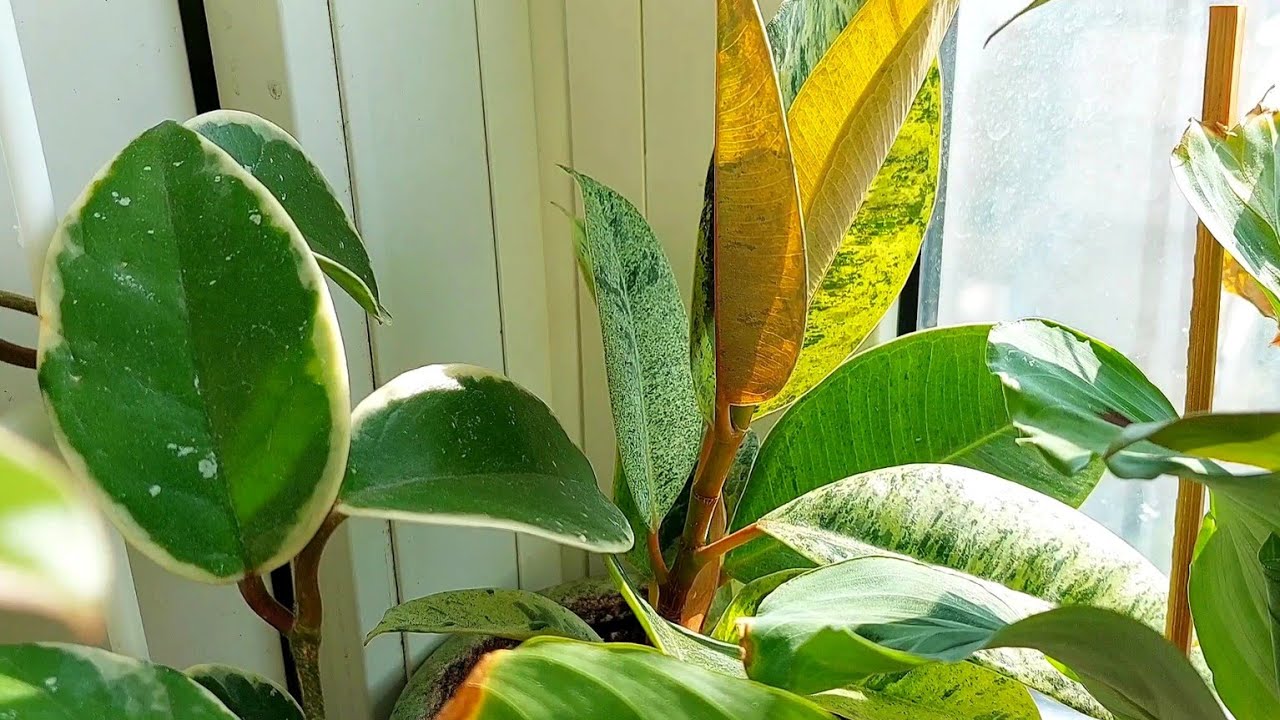 Кімнатні рослини🌿 на підвіконні