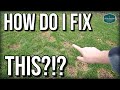 How To FIX Your Damaged LAWN in Spring + Spring Lawn Care UPDATES 2021