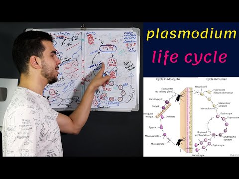 #أحياء_تالته_ثانوى | تعاقب الأجيال دورة حياة البلازموديوم  ملاريا| أصعب حصه فالتكاثر اللاجنسى🤚